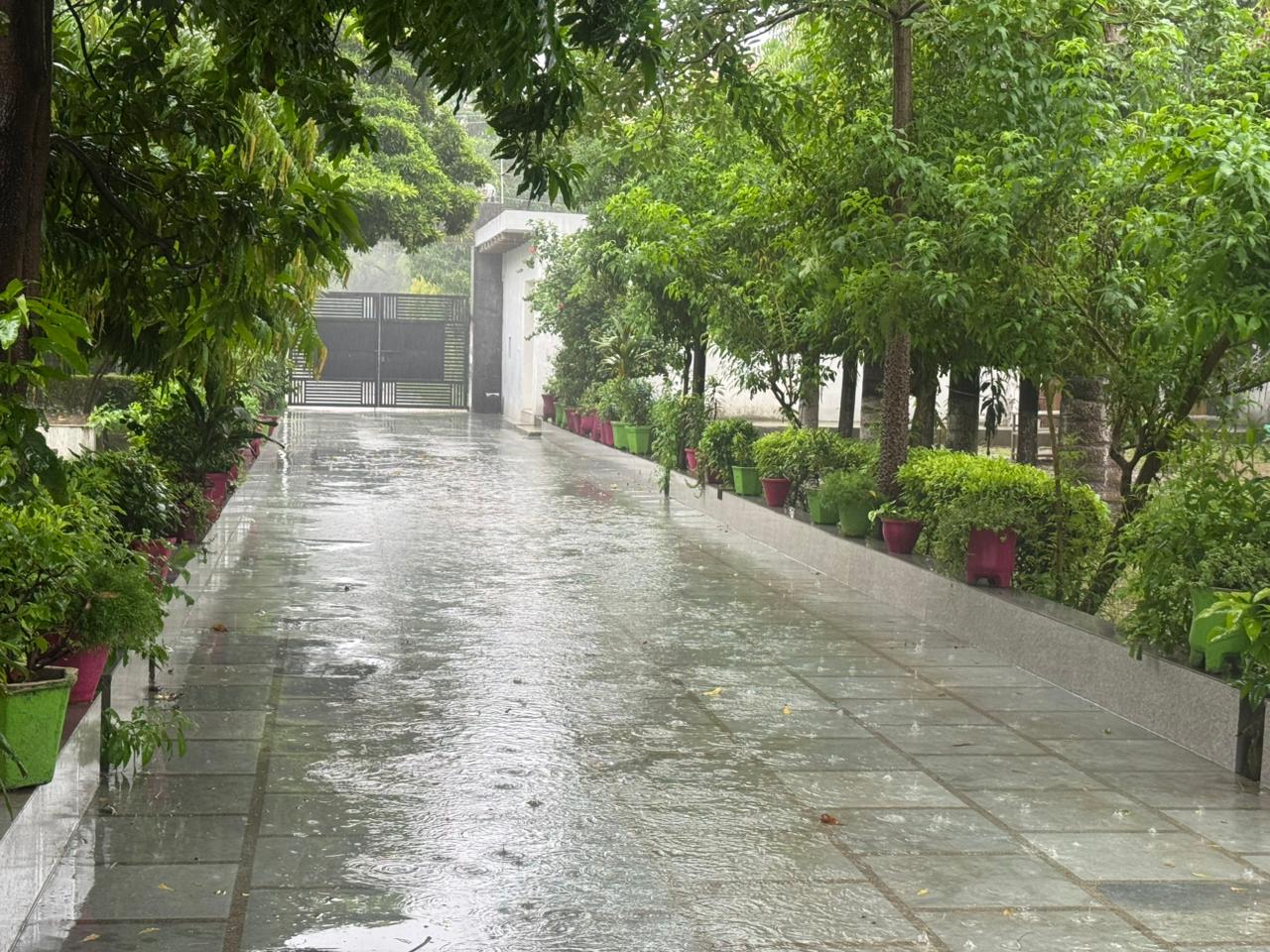Tree-Lined Driveway